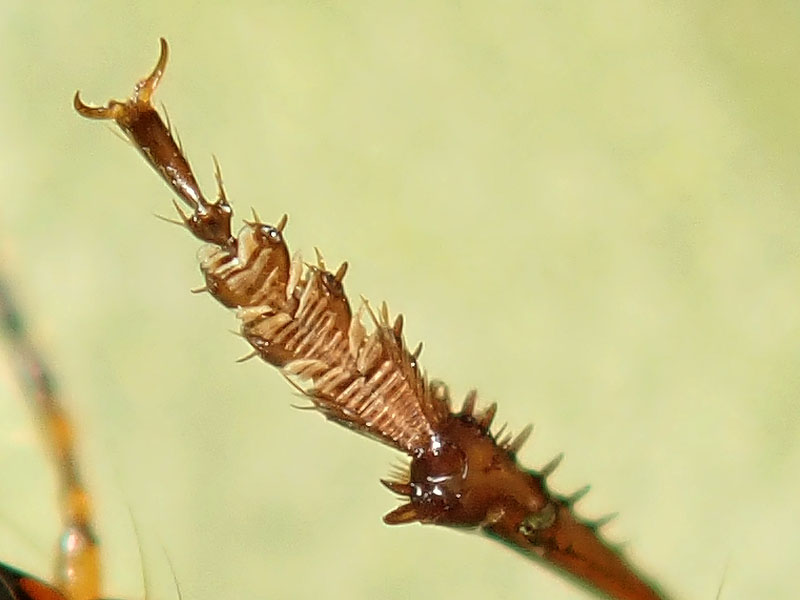 Carabidae: Amara similata ??